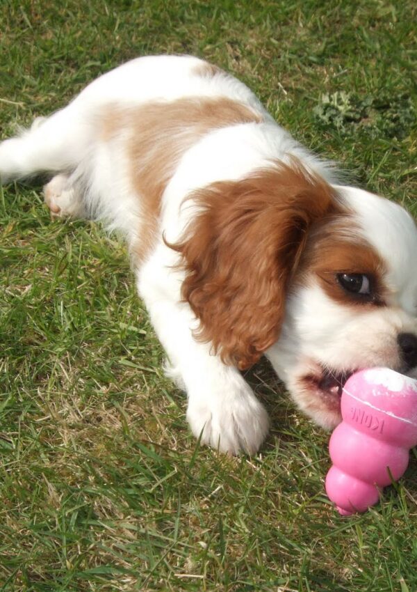 Meet Poppy, our Cavalier King Charles Puppy!