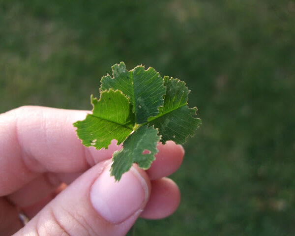 Finding a lucky four leaf clover