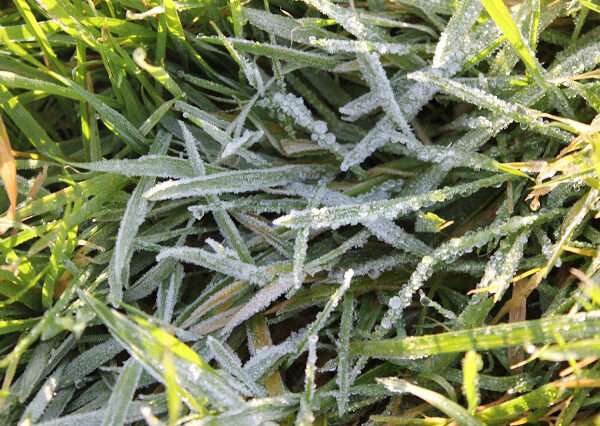 Morning Frost