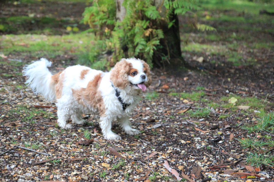Poppy the Cavalier in the woods
