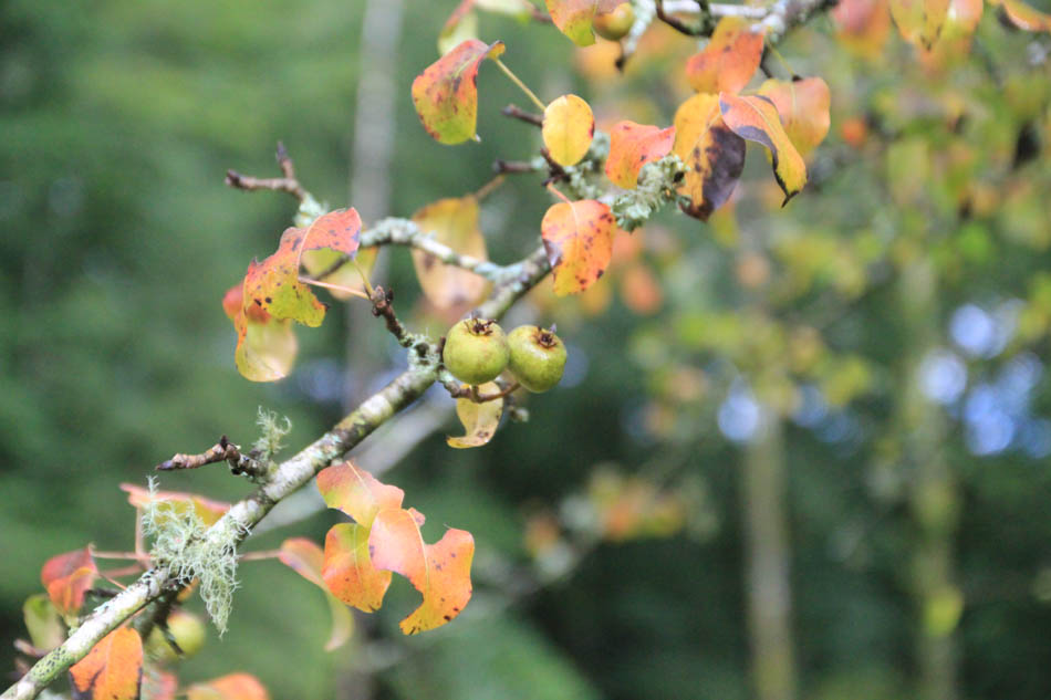 Crabapples in the woodland
