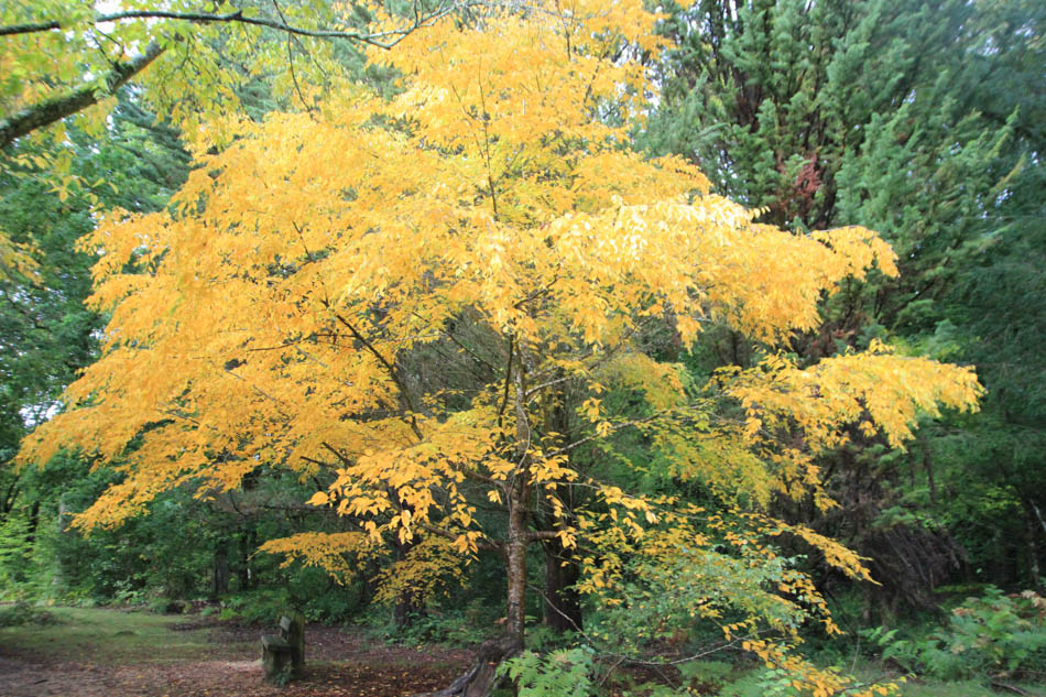 Golden beech tree