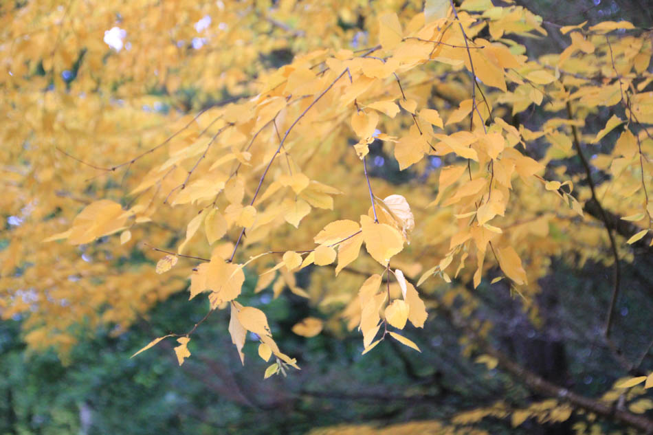 Golden beech tree in the arboretum