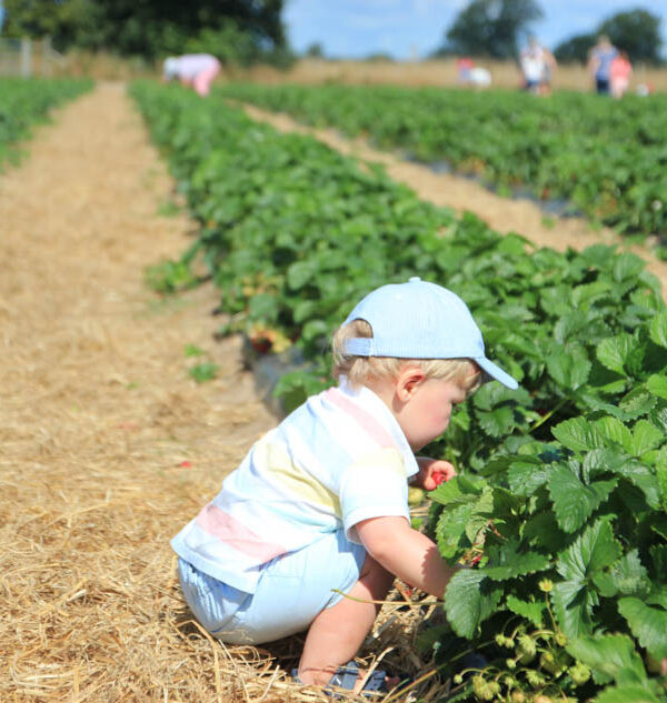 Teddy’s first time strawberry picking
