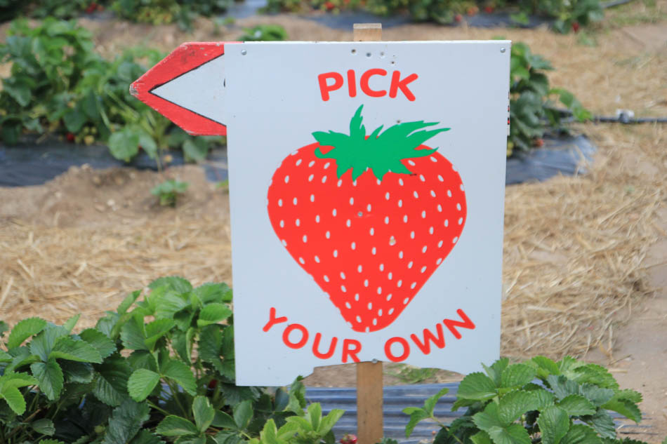 Strawberry pick your own sign