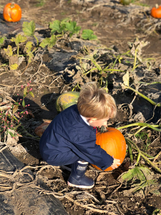 Teddy picking up a pumpkin