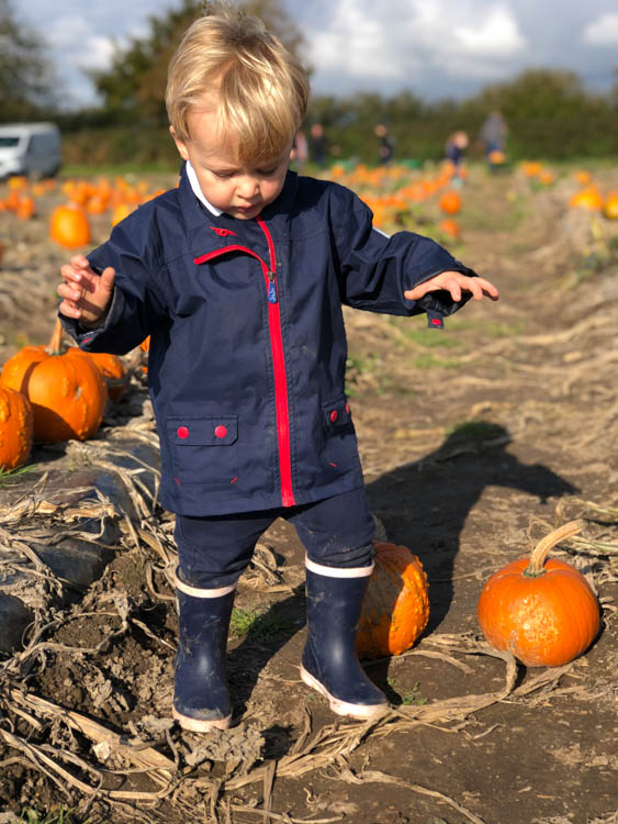 Teddy at the pumpkin patch