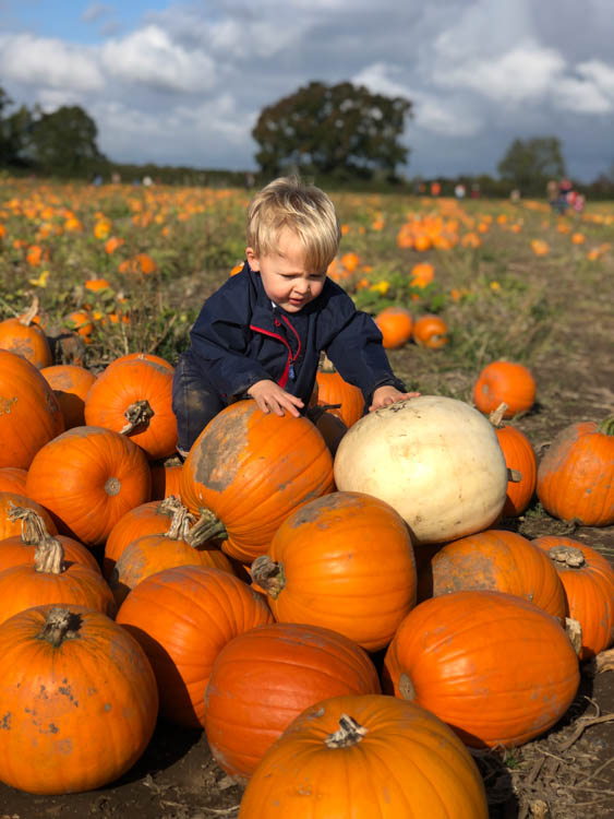 Teddy climbing atop the pumpkin mound